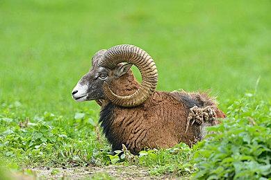 《星舰铳犬》公开全彩模式 2025年2月20日全球发售