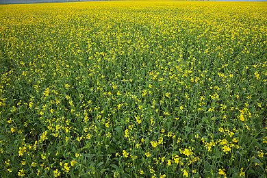 TGA 2022主持人：很久没有感觉这么好了 大部分内容是实机展示