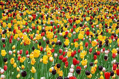 任天堂北美总裁：任天堂正在转变为一家娱乐公司 不仅仅只有游戏